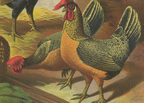 The Regal Partridge Italian Chicken - A Rare 19th Century Poultry Lithograph, close-up 3