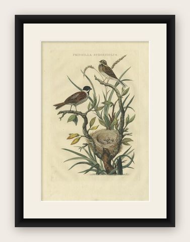 Antique Bird Print of the Common Reed Bunting by Sepp & Nozeman, 1770, shown framed
