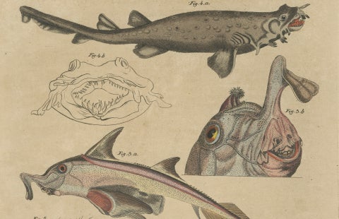 Antique Seahorse, Frilled Shark & Curious Fish Engraving, Bertuch, 1821, close-up 4
