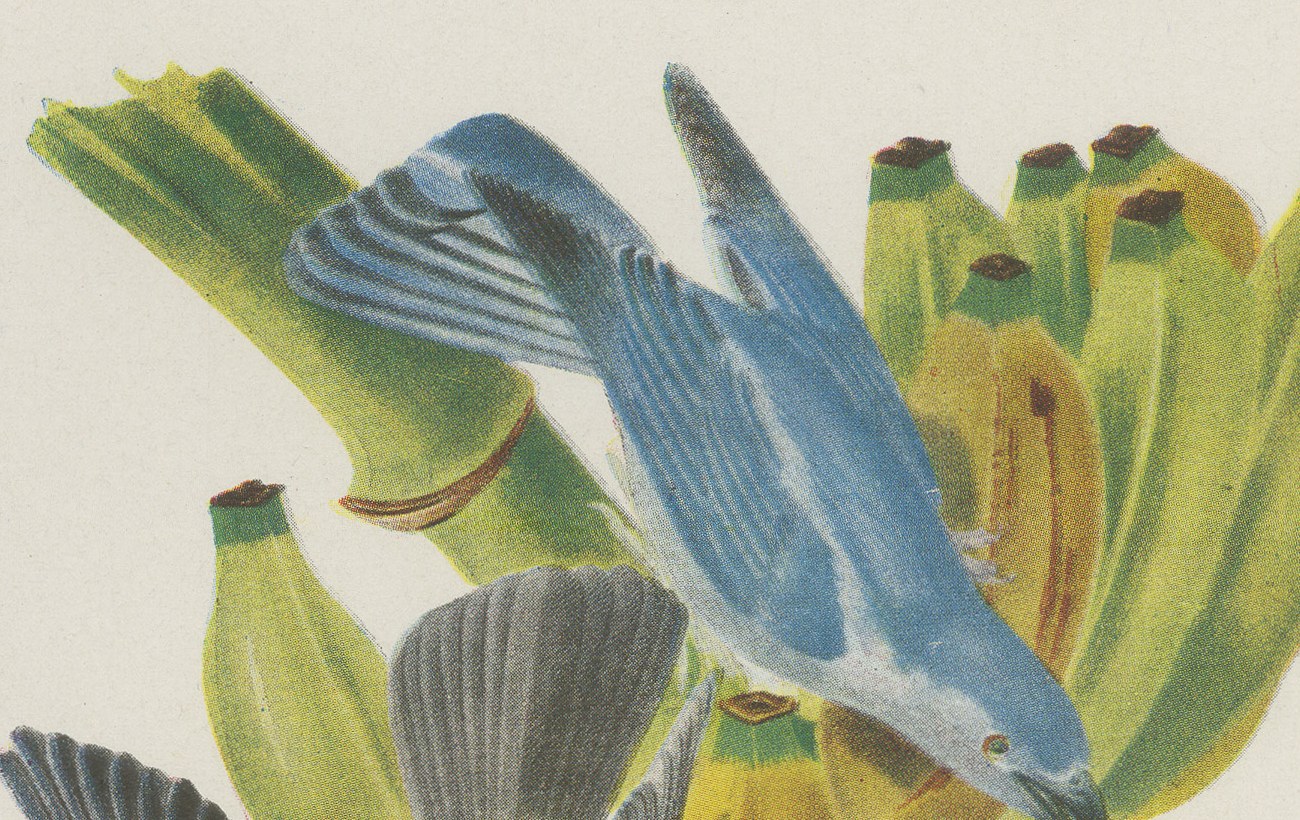 Tanagers on a Banana Plant, Brazilian Bird Print, Descourtilz, 1944, view 3