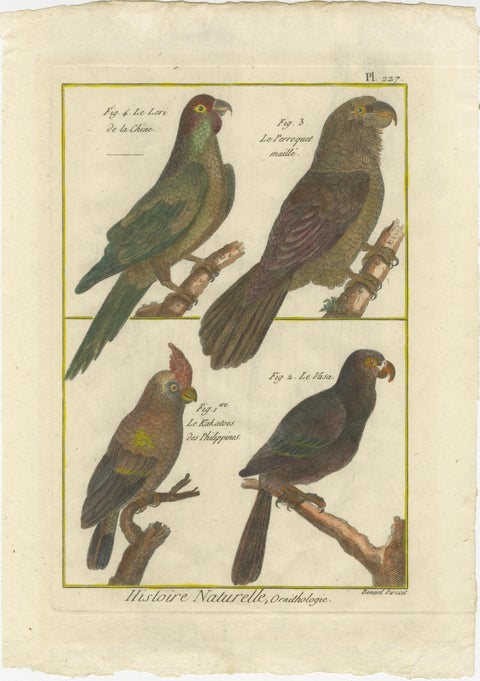 Exotic Parrots from the 18th Century: Hand-Colored Engraving by Robert Benard, view 2