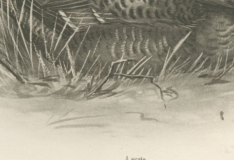 Long-Tailed Duck, Two Figures, circa 1909, close-up 1