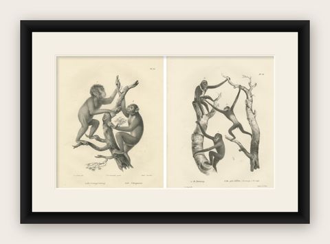 Orangutan, Chimpanzee, Siamang & Gibbons, Lithographs by C.Last, 1836, Primates, shown framed