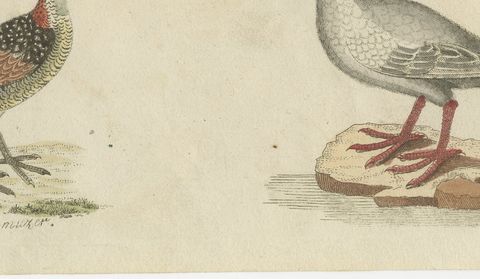 Jacanas and Wading Birds with Long Toes, Antique Bertuch Print, circa 1805, close-up 2