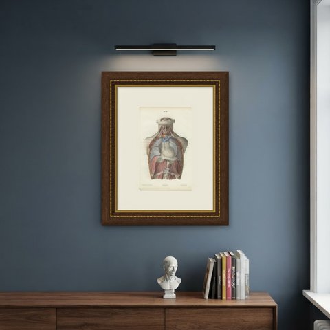 The Phrenic Nerves and the Opened Thorax, Antique Hirschfeld Anatomy Print, 1866, shown framed on a wall