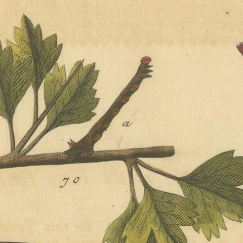 English Moths on Hawthorn, Hand-Colored Insect Engraving, Albin 1720, close-up 1