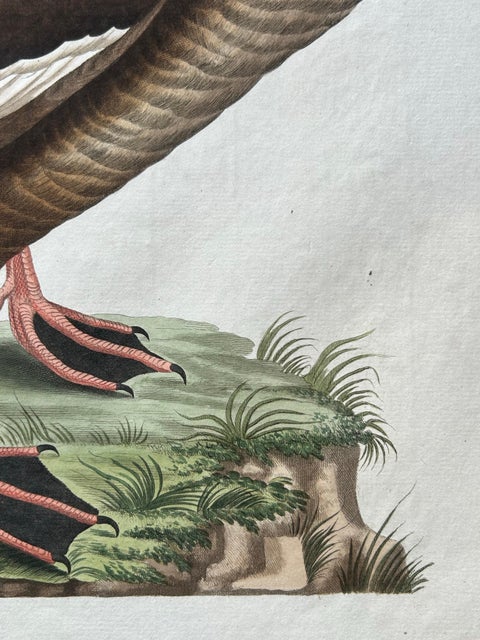 Antique Bird Print, Velvet Scoter Anas Fusca by Nozeman & Sepp, 1770, view 9