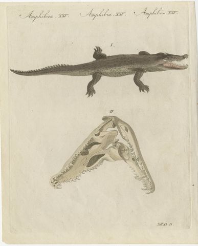 Crocodile with a Study of Its Skull, Antique Bertuch Print, Vienna, circa 1809, view 2