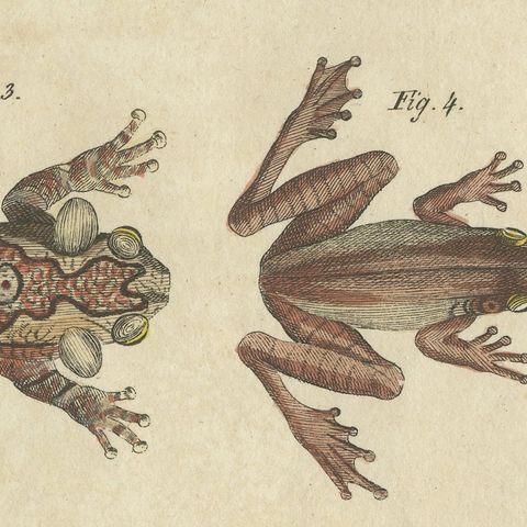 Five Tree Frogs, Antique Bertuch Print, Vienna, circa 1815, close-up 4