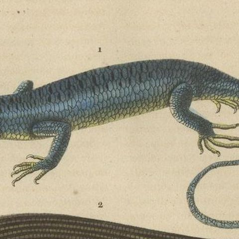 Original Old Print of a Blue Skink Lizard, a Striped Lizard and a Triton Lizard, close-up 2