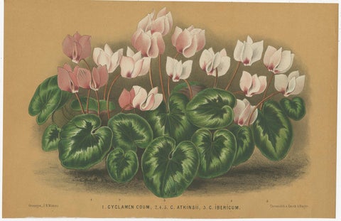 Set of 3 Antique Botany Prints, Orchid, Persian Violet, by Oudemans, circa 1865, view 3