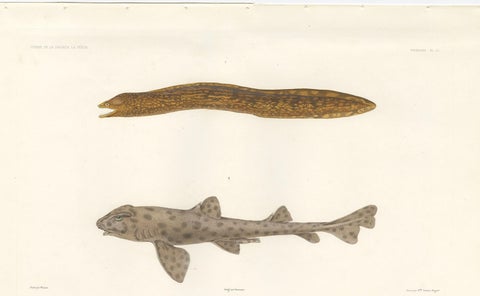 Vintage Sea Life Print, Moray Eel and Panther Shark from French Voyage, close-up 4