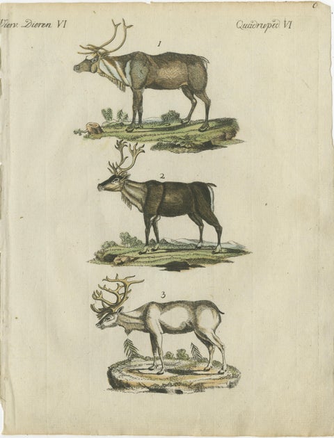 Original Hand Colored Antique Engraving of Reindeer, Published circa 1820, view 2