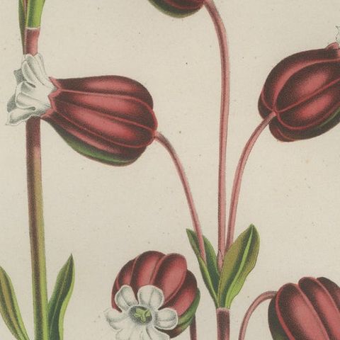 Prepusa hookeriana, A Rare 19th-Century Botanical Print in Elegant Matting, close-up 4