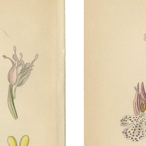 Historical Flora: Orchids of 1904 in Art and Science, close-up 1