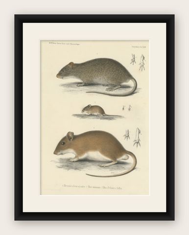 Antique Print of a Gerbil, Mouse and Rat, shown framed