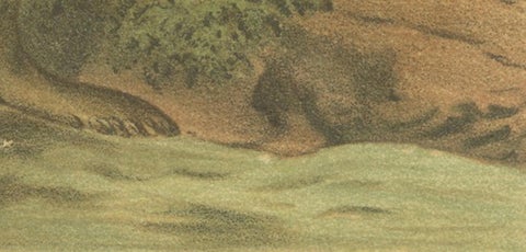 Leopard Seal, Antique Marine Mammal Chromolithograph, 1894, view 9