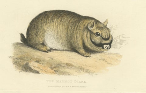 Original Antique Print of Marmot Diana, an unknown variety of a Groundhog, 1824, close-up 3