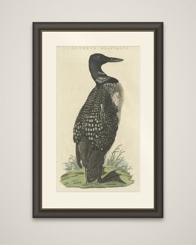Antique Bird Print of the Common Loon by Sepp & Nozeman, 1829, shown framed