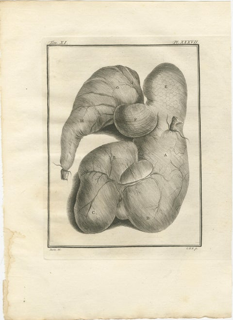 Buffon Ruminant Anatomy Engravings Set of 4, Natural History Plates, 1775, view 4