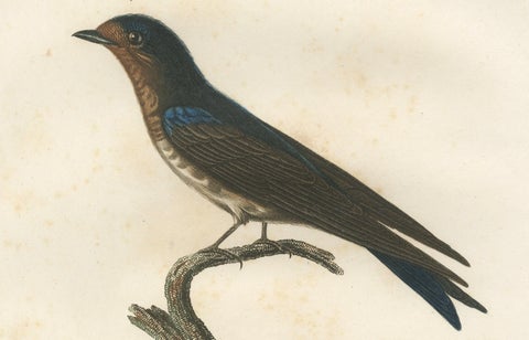 The White-Bellied Caribbean Martin, An 1807 Ornithological Illustration, close-up 3