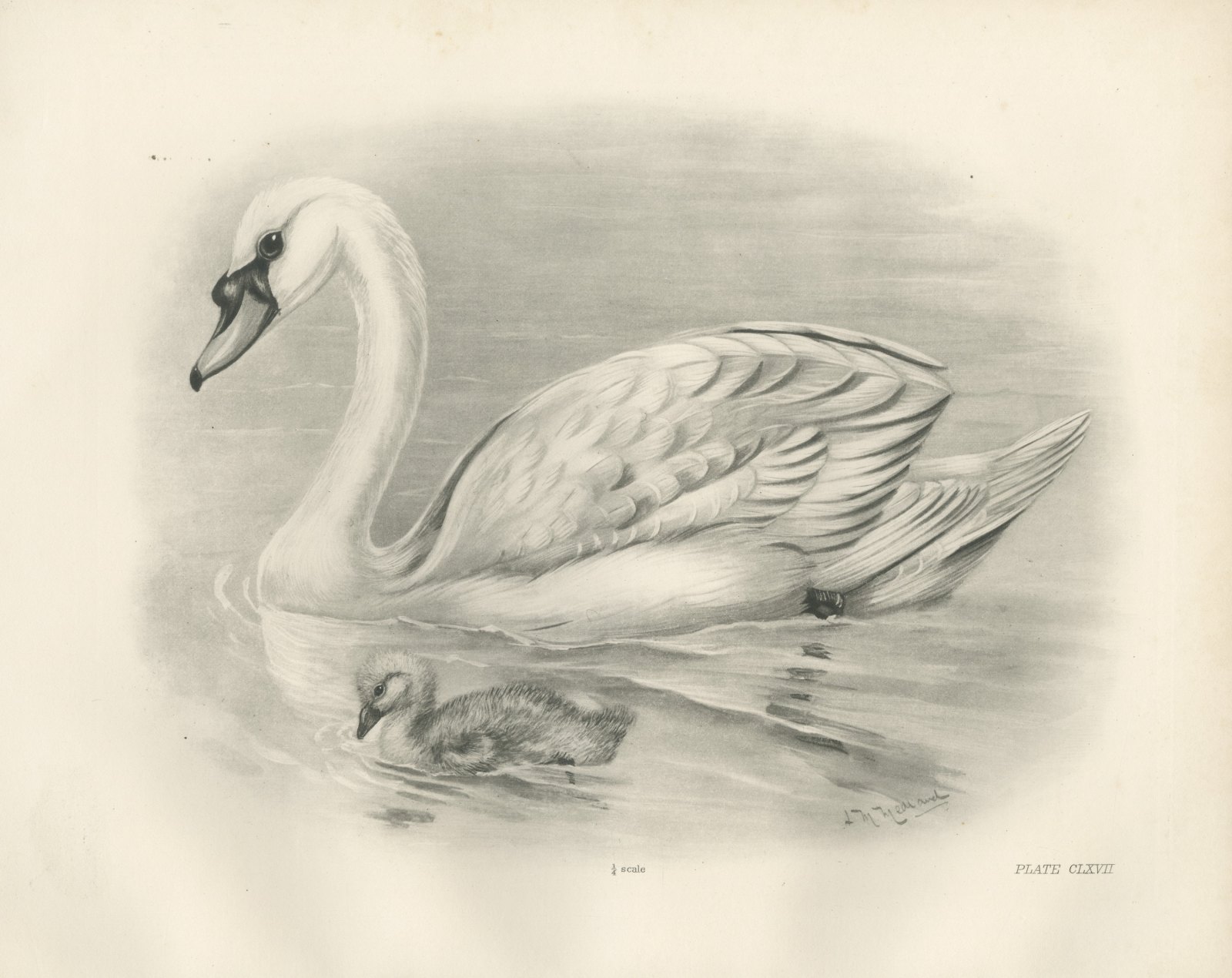 Mute Swan with Downy Cygnet, Plate CLXVII after Lilian Medland, c. 1909