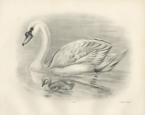 Mute Swan with Downy Cygnet, Plate CLXVII after Lilian Medland, c. 1909