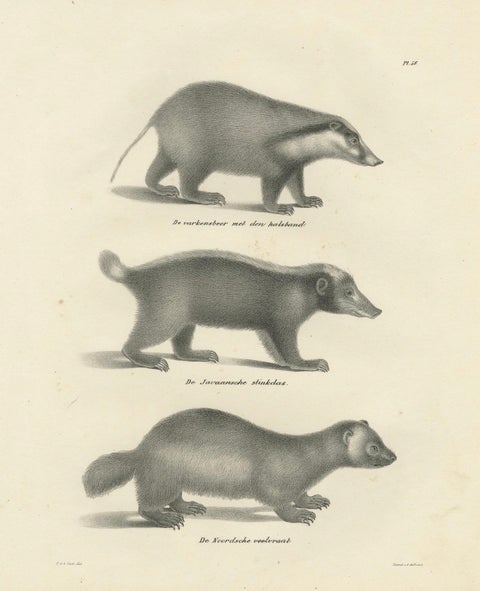 19th-Century Lithograph of Collared Peccary, Javanese Skunk and Nordic Wolverine, close-up 7