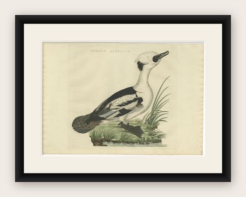 Smew Duck, Antique Dutch Bird Print by Sepp & Nozeman, Hand-Colored, circa 1809, shown framed