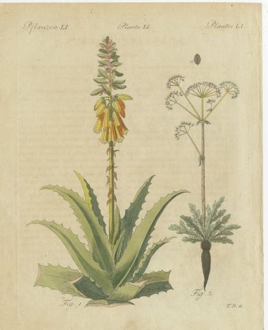 Flowering Aloe with Umbellifer, Antique Bertuch Print, circa 1805