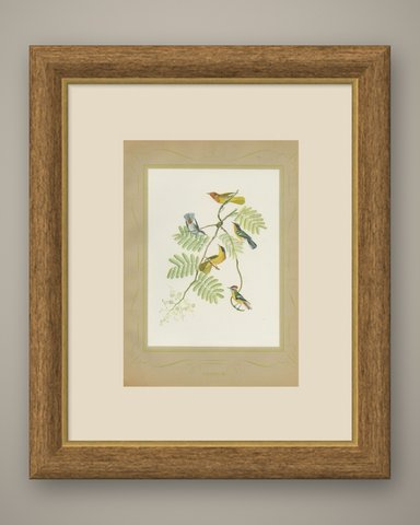 Warblers and Honeycreepers on Acacia, Brazilian Bird Print, Descourtilz, 1944, shown framed