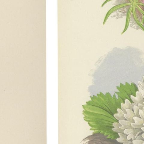 Alpine Botanical Lithograph Pair of Glacier Pink and Snow Primrose, 1874, close-up 4