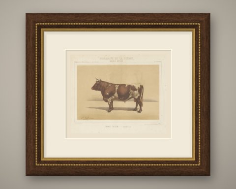 Ayrshire Bull, Scottish Cattle Chromolithograph by Olivier de Penne, 1863, shown framed