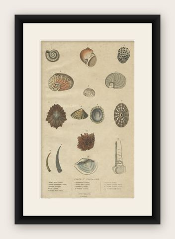 Old Print of Univalve 'Gastropod' Species; Ear Shells, Limpets, Etc., 1787, shown framed