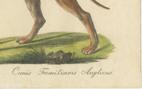 Antique English Mastiff Dog Lithograph by Karl Joseph Brodtmann, 1816, close-up 2