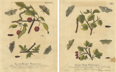 Antique English Moths on Fruit and Hedgerow Shrubs, Albin Entomology 1720, view 4