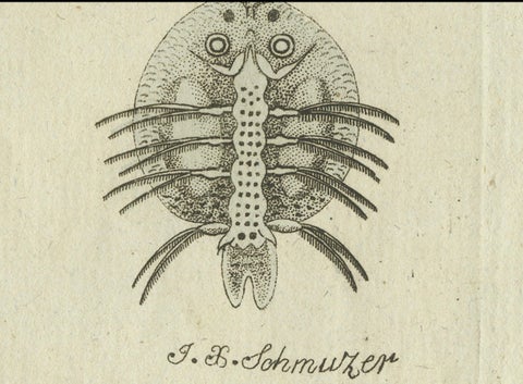 Mites and Spiders: Hand-Colored Engraving from Bertuch's Bilderbuch für Kinder, close-up 3