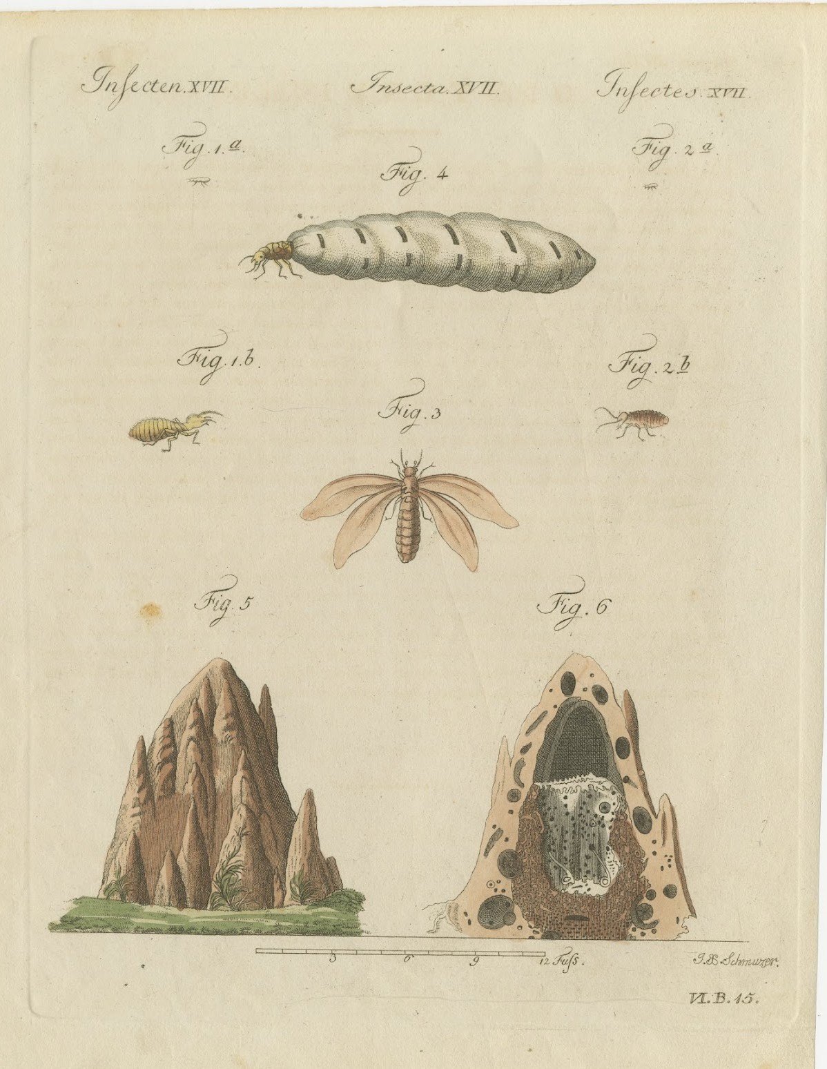 Termites and Termite Mound with Swollen Queen, Antique Bertuch Print, circa 1805