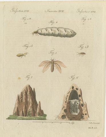 Termites and Termite Mound with Swollen Queen, Antique Bertuch Print, circa 1805