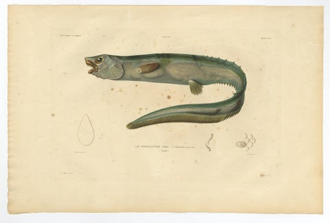 Antique Hand-Colored Fish Print of the Snub-Nosed Spiny Eel, 1842, view 3