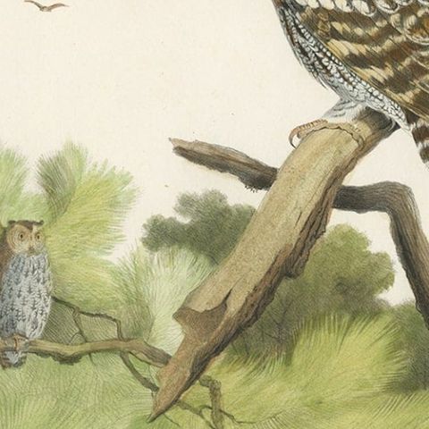 Rare Large Antique Print of the Flammulated Owl (Psiloscops flammeolus), 1869, close-up 3