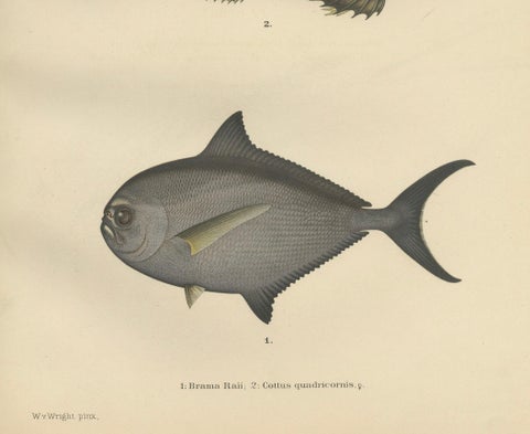 Ray’s Bream and Fourhorn Sculpin - Rare Scandinavian Fish Lithograph, 1895, close-up 2