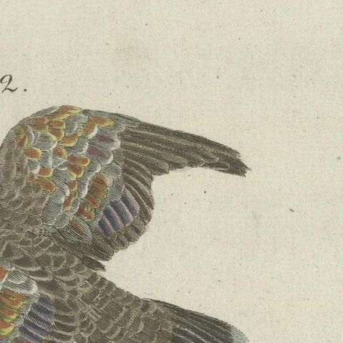 Antique Bird Print of Various Foreign Pigeons Including the Crimson Pigeon, 1800, close-up 5