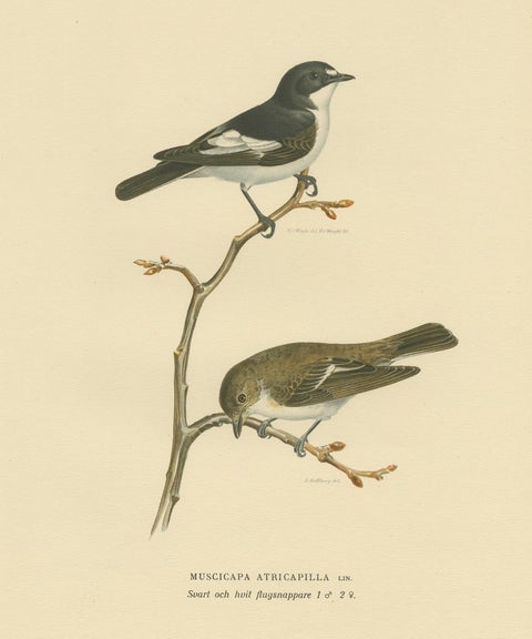 Antique Bird Print of the Pied Flycatcher by Von Wright '1927', view 3
