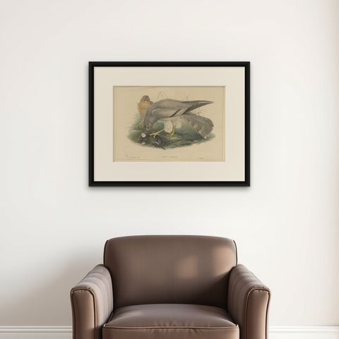 Antique Bird Print of the Ash-Colored Harrier by Gould, c.1870, shown framed on a wall