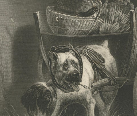 Belgian Mastiff Working Dog, Antique Engraving by A.H. Payne, c.1850, close-up 2