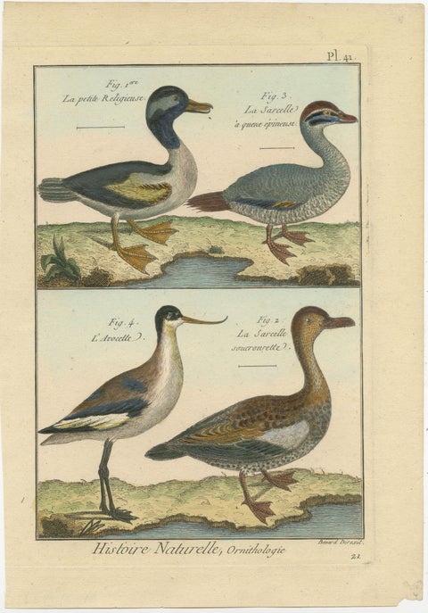 Beautiful, Hand-Colored, Rare Copper Engraving of 3 Ducks and An Avocet (1792)., view 2