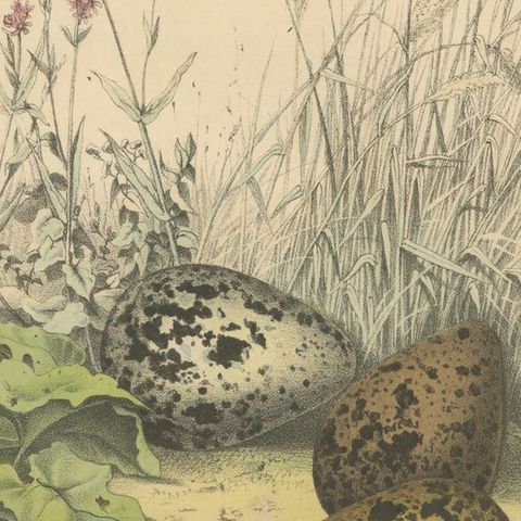 Wigeon Eggs in Nature: An 1863 Study of Avian Reproduction - Lithograph, close-up 6