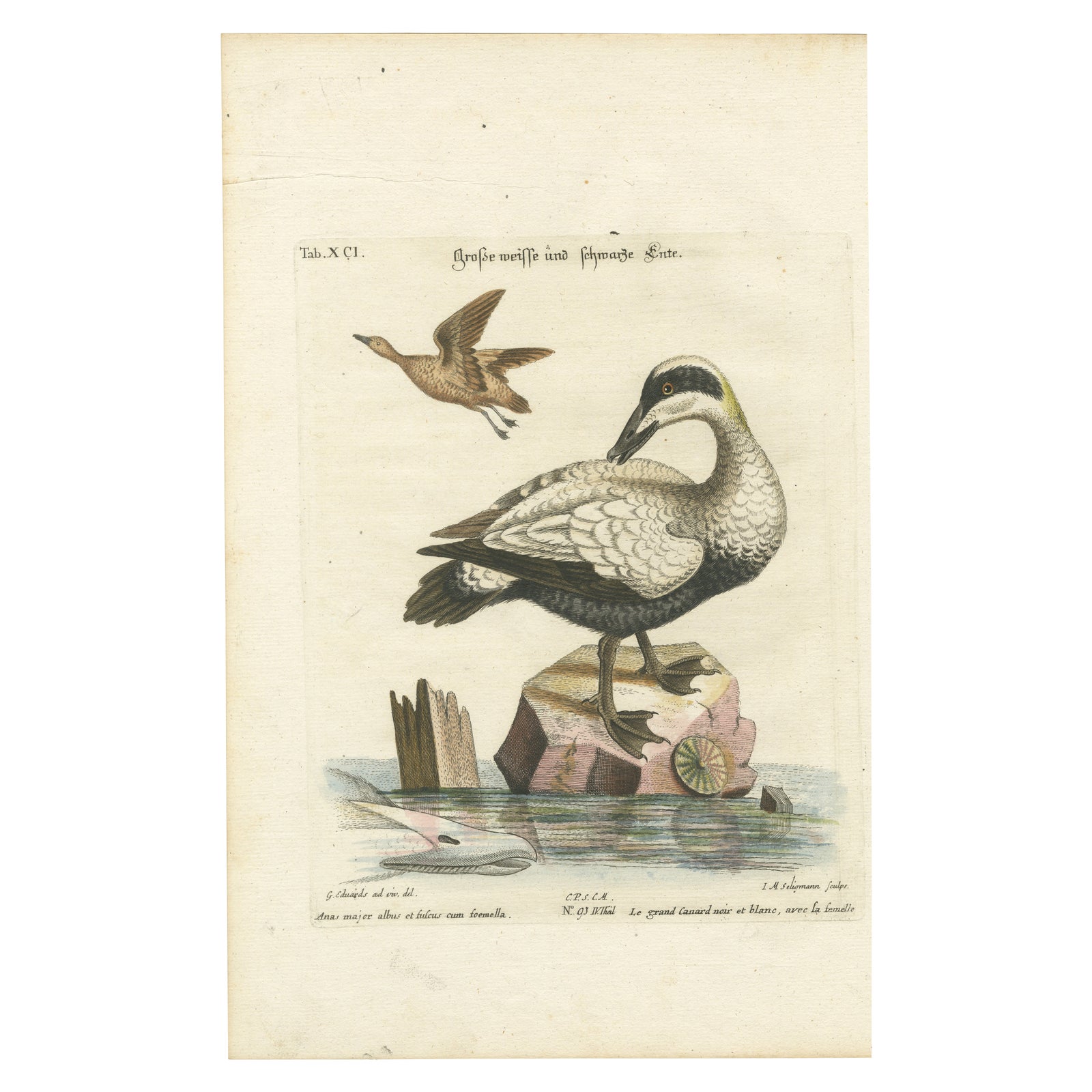Hand-Colored Engraving of the Large White and Black Duck by Seligmann, ca.1770