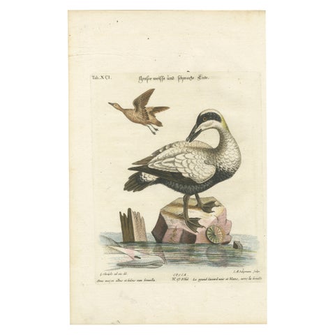 Hand-Colored Engraving of the Large White and Black Duck by Seligmann, ca.1770
